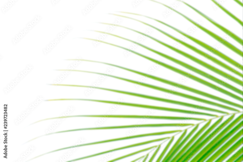 Obraz premium blurred soft of leaves coconut palm tree green nature beautiful on white background coconut, blur leaves bush coconut palm tree bright green, coconut palm tree leaves abstract (copy space for design)