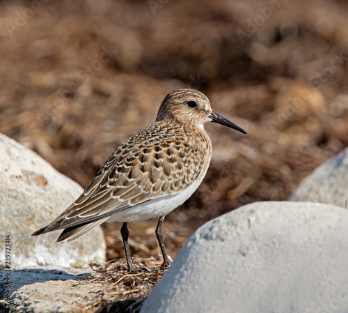 Baird's Sandpiper during fall migration