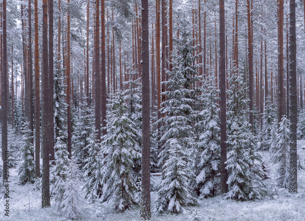 Spruce and pine tree forest covered by fresh snow during winter Christmas time Spruce and pine tree forest covered by fresh snow during winter Christmas time