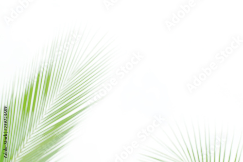 blurred soft of leaves coconut palm tree green nature beautiful on white background coconut, blur leaves bush coconut palm tree bright green, coconut palm tree leaves abstract (copy space for design)