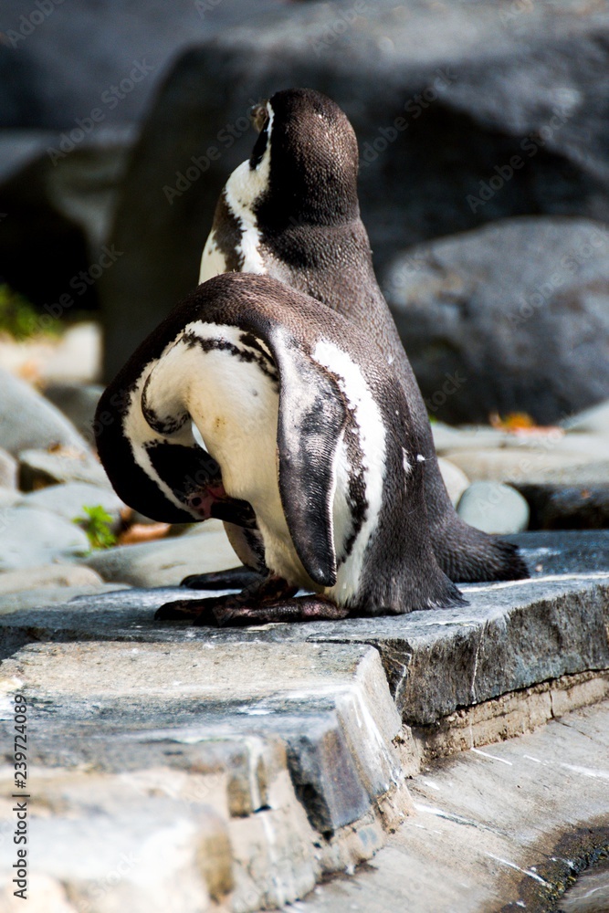 Naklejka premium ZOO