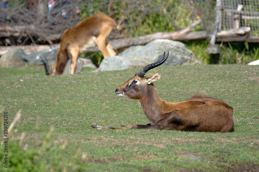 ZOO ZOO