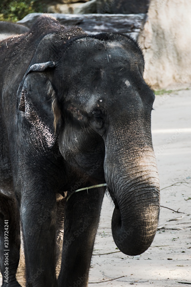 Fototapeta premium elephant in zoo