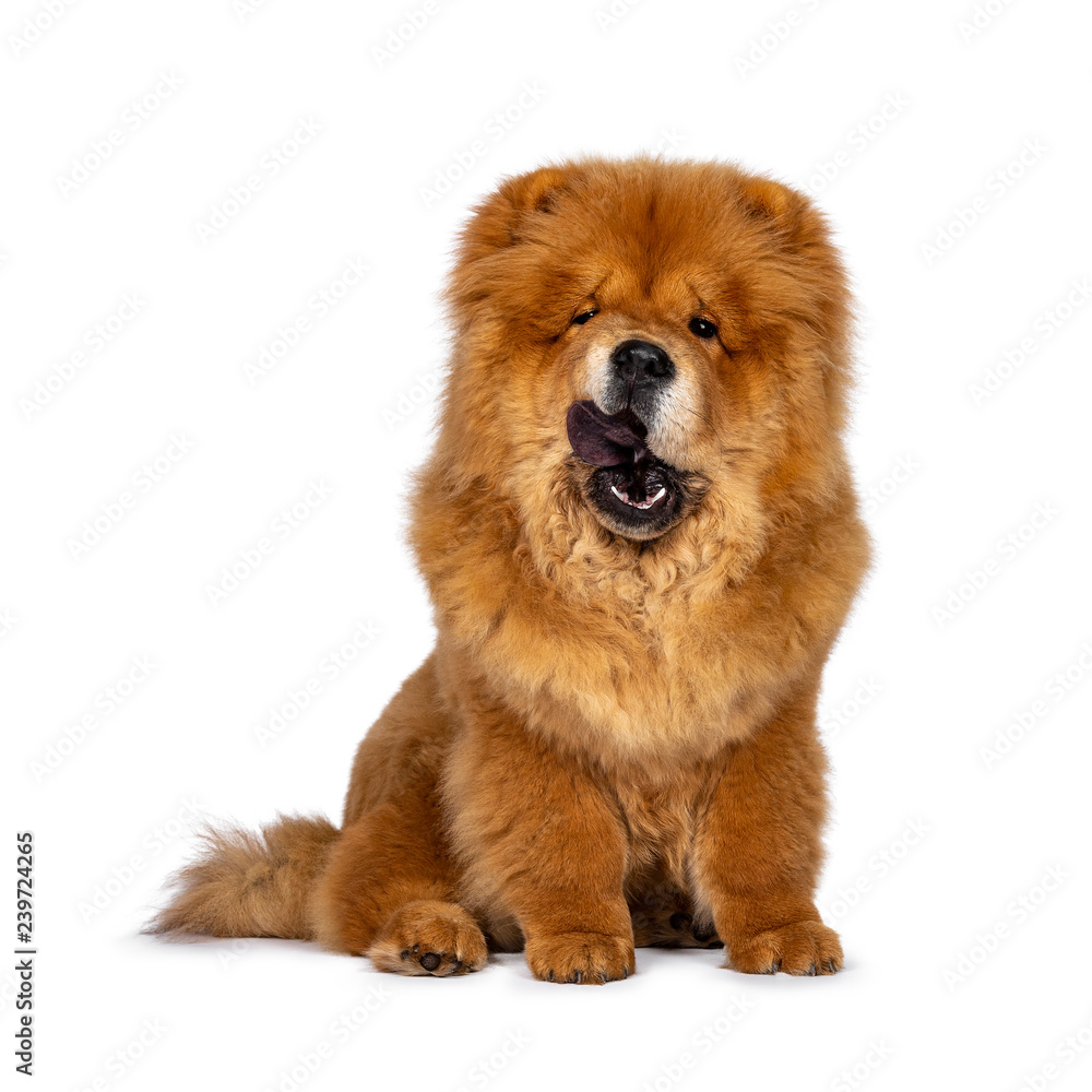 Cute fluffy Chow Chow pup dog, sitting straight up facing front looking at camera. Isolated on a white background. Mouth open, showing blue tongue licking face