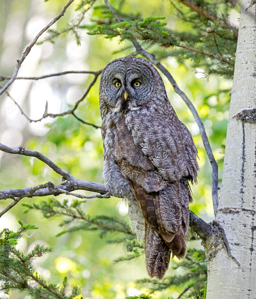 Fototapeta premium Great Gray Owl perched