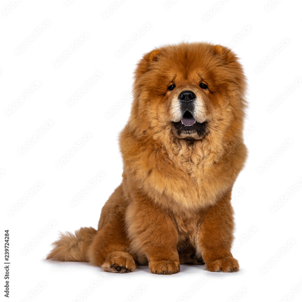 Cute fluffy Chow Chow pup dog, sitting straight up facing front looking at camera. Isolated on a white background. Mouth open, showing blue tongue. Cute fluffy Chow Chow pup dog, sitting straight up facing front looking at camera. Isolated on a white background. Mouth open, showing blue tongue.