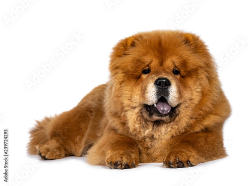 Cute fluffy Chow Chow pup dog  laying down facing front looking at camera. Isolated on a white background. Mouth open  showing blue tongue.