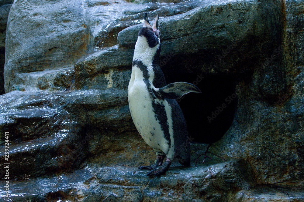 Naklejka premium ZOO