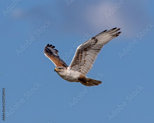 Ferruginous Hawk in flight