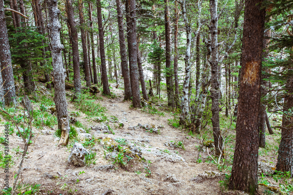 Naklejka premium Кавказ, горы, лес