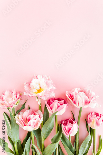 Pink tulips on pink background. Minimal floral concept greeting card. Flat lay  top view.