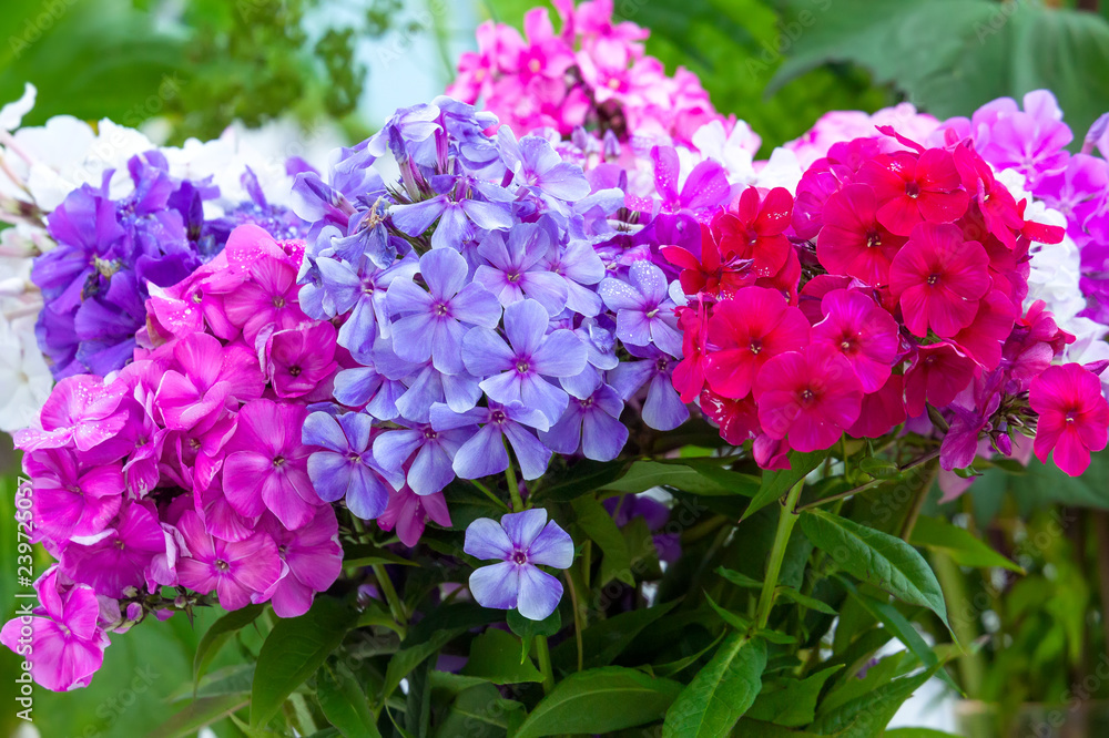 Multicolored phlox flowers in bouquet Multicolored phlox flowers in bouquet