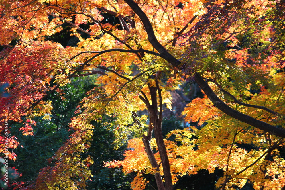 The famous Japanese garden named Rikugien The famous Japanese garden named Rikugien