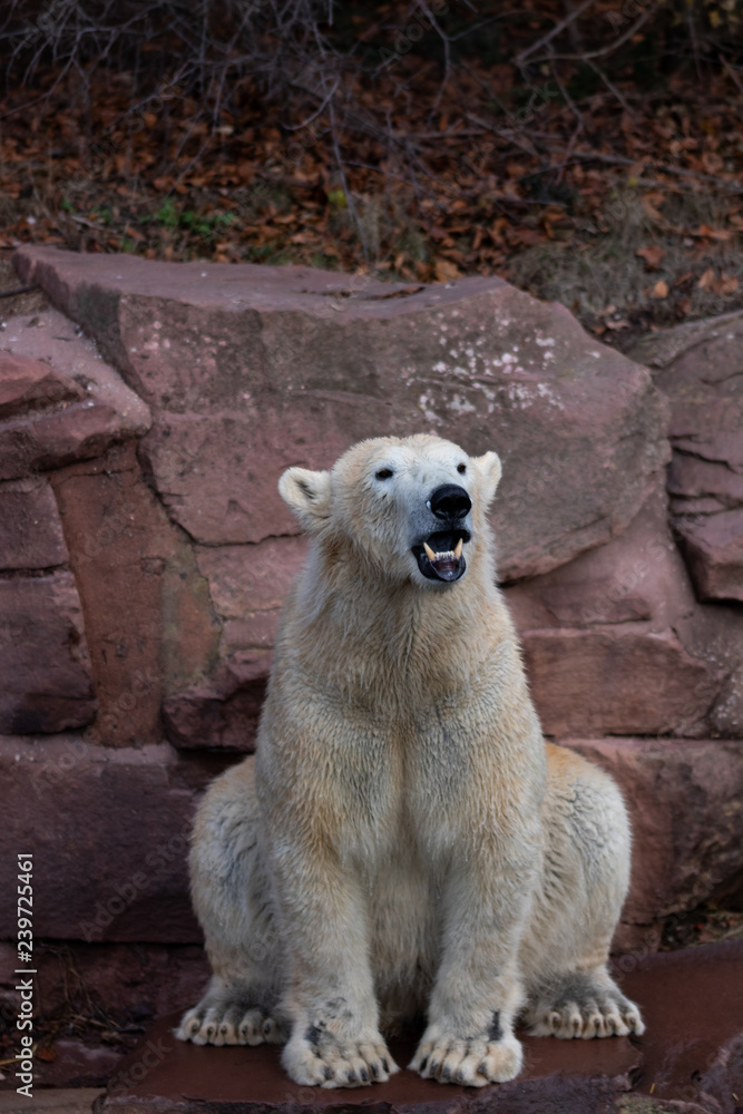Fototapeta premium Sitzender Eisbär