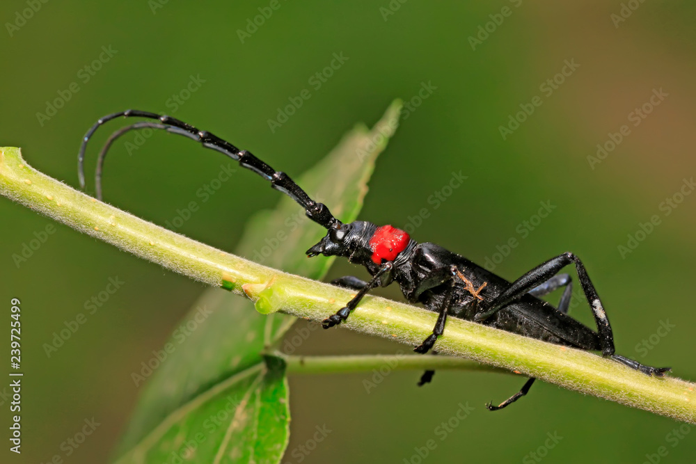 Naklejka premium longicorn