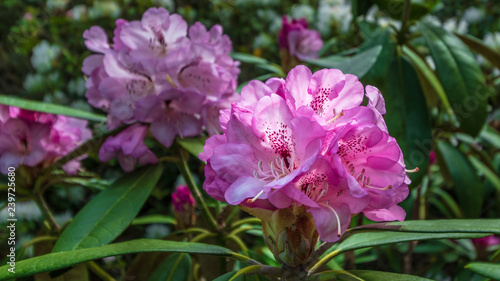 rhododendron