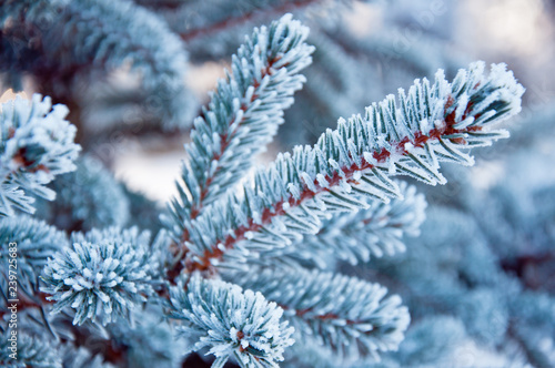Blue spruce needles covered with frost in frosty weather. Forest walk.
