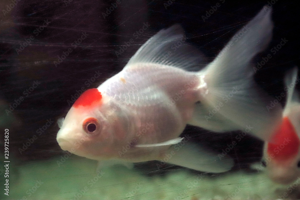 goldfish in the scratches mirror surface of fish tank dirty (concept is