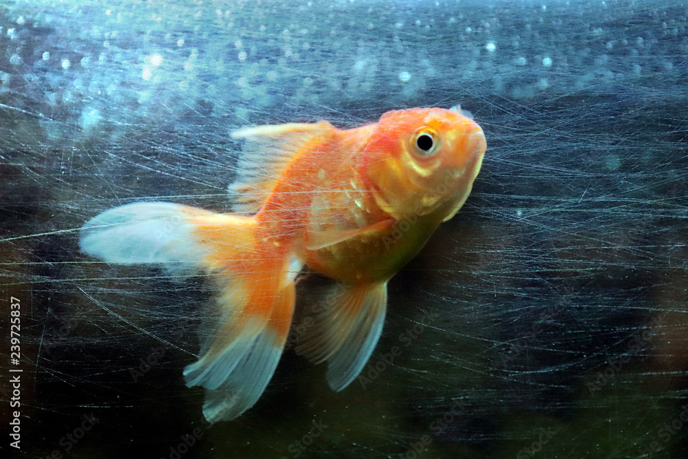 goldfish in the scratches mirror surface of fish tank dirty (concept is