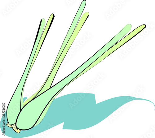 Citronella hand drawn isolated on white background