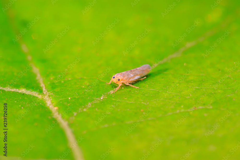 leafhopper on plant leafhopper on plant