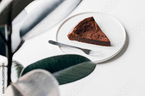 Soft chocolate cake with rubber plant at the cafe, ficus elastica plant with minimal style photo