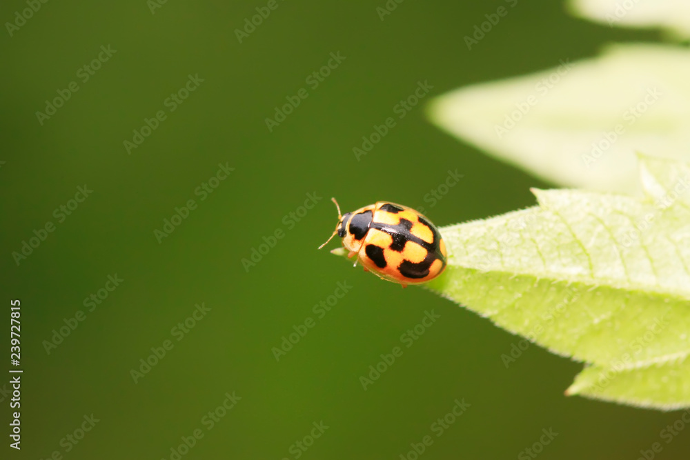 Propylaea japonica on plant Propylaea japonica on plant