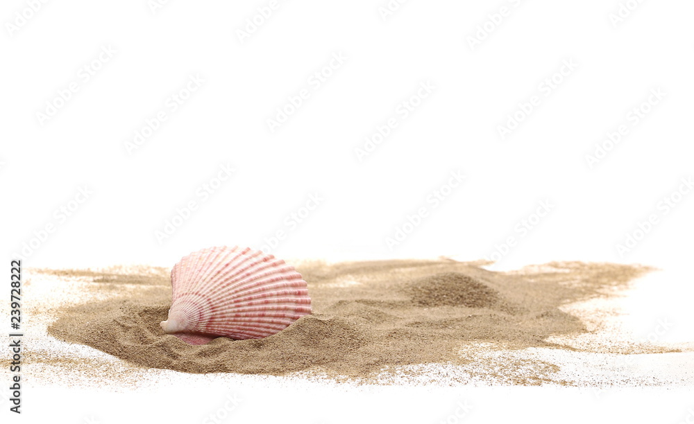 Sea shell in sand pile isolated on white background Sea shell in sand pile isolated on white background