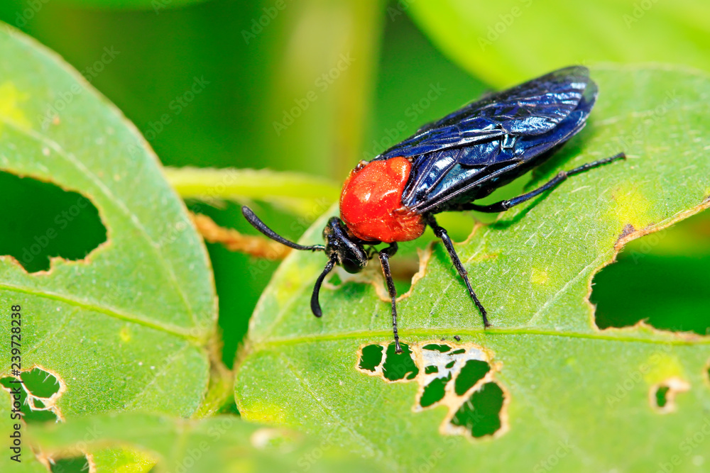 Fototapeta premium sawfly on plant