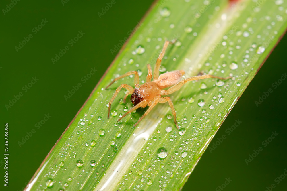 Naklejka premium Spiders on plant