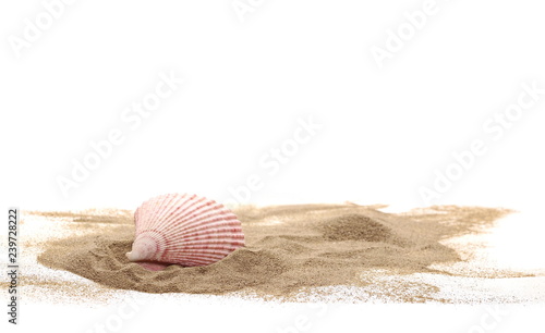 Sea shell in sand pile isolated on white background