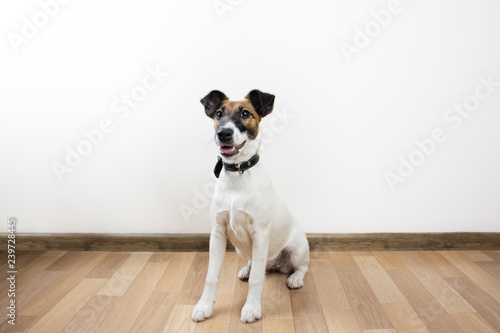 Cute and funny smooth fox terrier puppy sits on the floor. Trained young dog at home posing in white background indoors