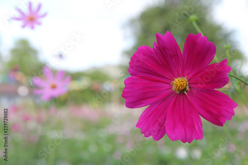 cosmos flower