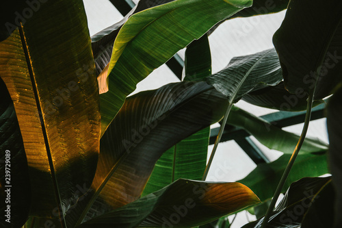 tropical leaf texture, dark green foliage nature background