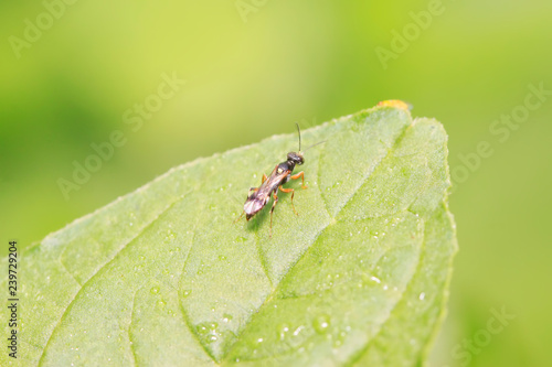 sawfly on plant