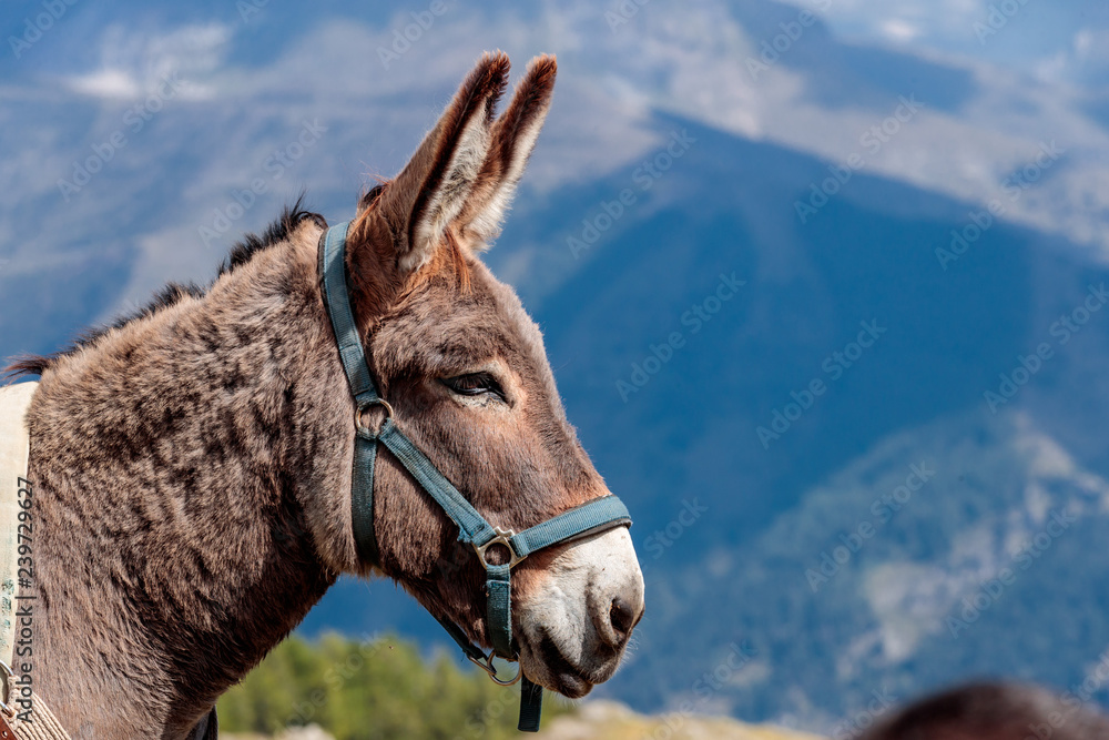 Fototapeta premium Ane dans les alpes