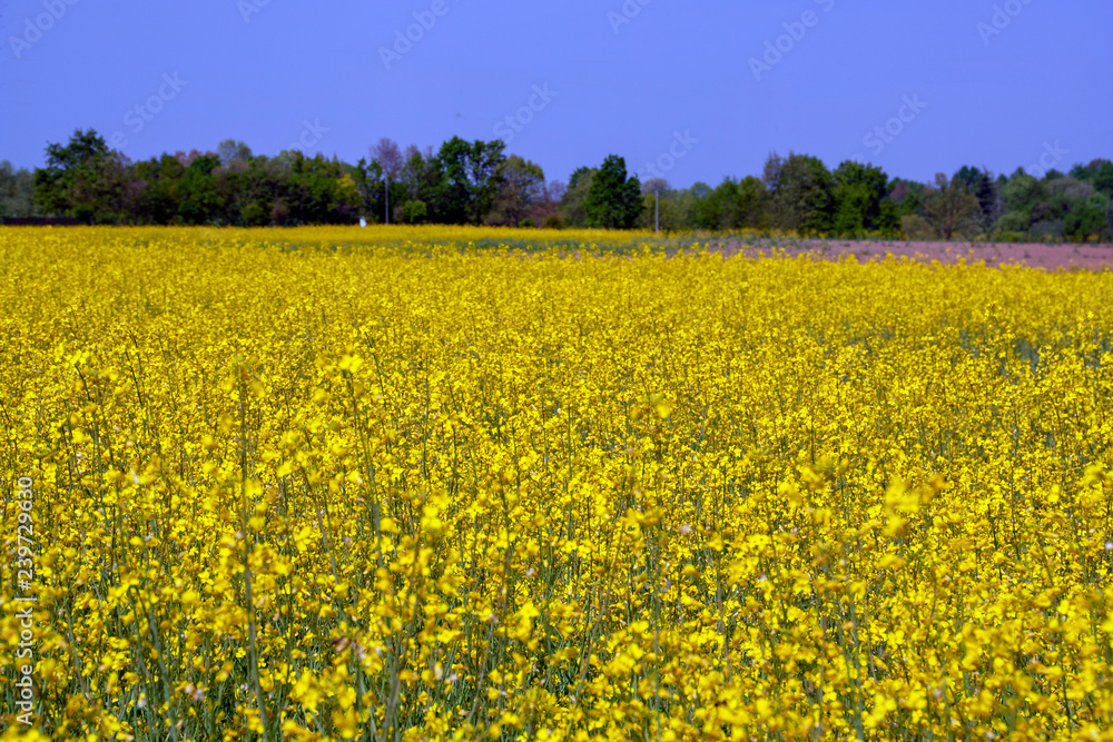 rapeseed field rapeseed field