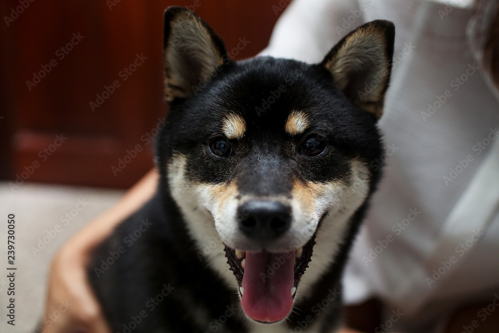 japanese Shiba Inu dog and young girl. Beautiful shiba inu puppy color black brown.