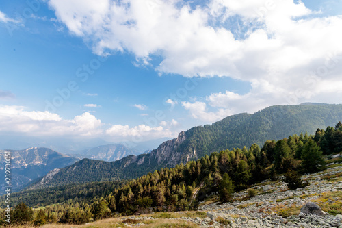 foret dans les alpes