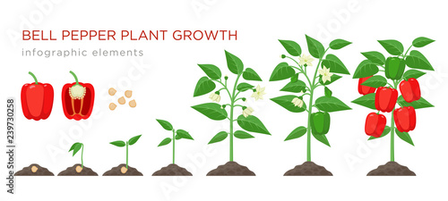 Sweet pepper plant growth stages infographic elements in flat design. Planting process of bell pepper from seeds, sprout to ripe vegetable, plant life cycle isolated illustration on white background