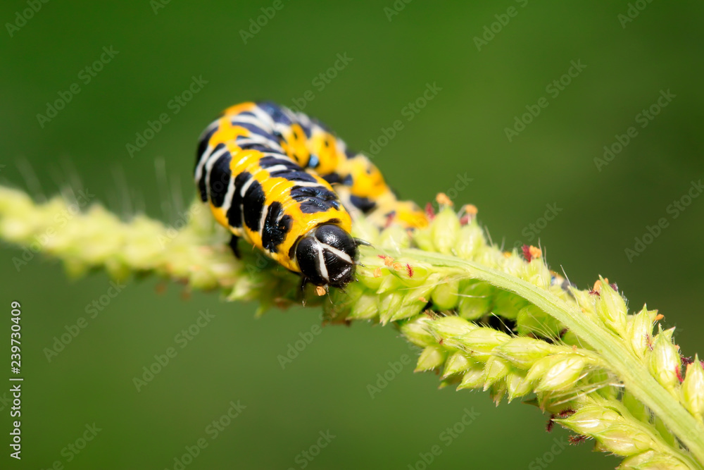Cucullia fraterna on green leaf
