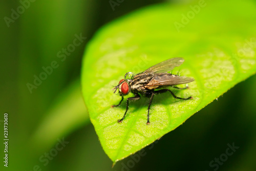 Tachinidae on plant