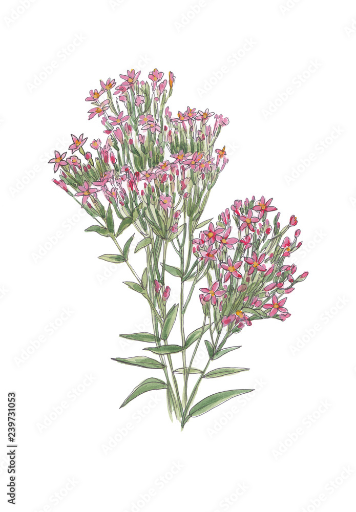 Fototapeta premium Pink wildflowers isolated on white background.