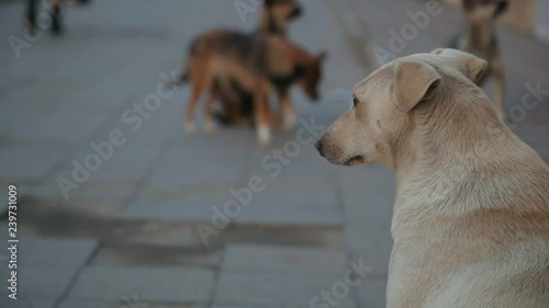 white homeless underbred dog and its pack on the street photo