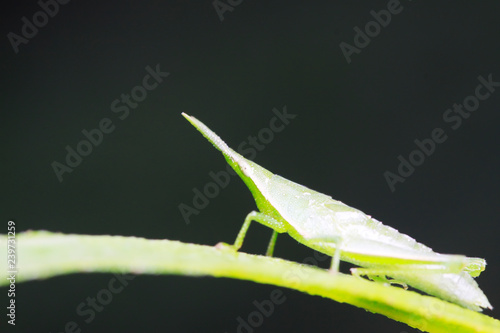 Atractomorpha sinensis Bolvar on plant photo