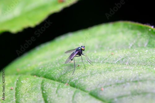Dolichopodidae insect on plant © YuanGeng