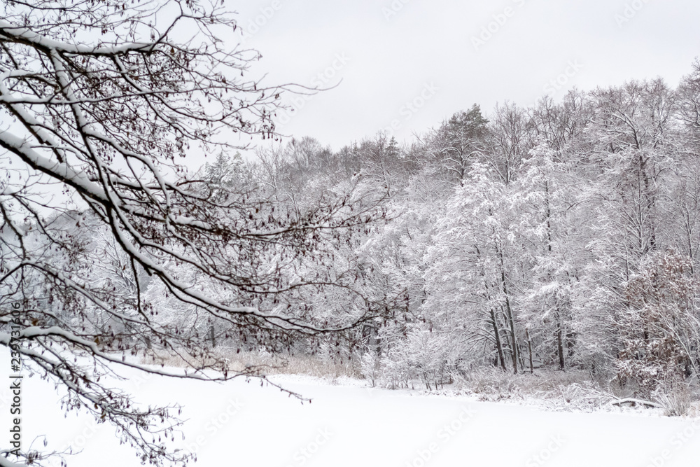 Frozen lake in the forest, covered with snow, in the foreground branches covered with snow, in the background trees covered with snow, you can see the sky, daytime, beautiful nature, winter in forest Frozen lake in the forest, covered with snow, in the foreground branches covered with snow, in the background trees covered with snow, you can see the sky, daytime, beautiful nature, winter in forest