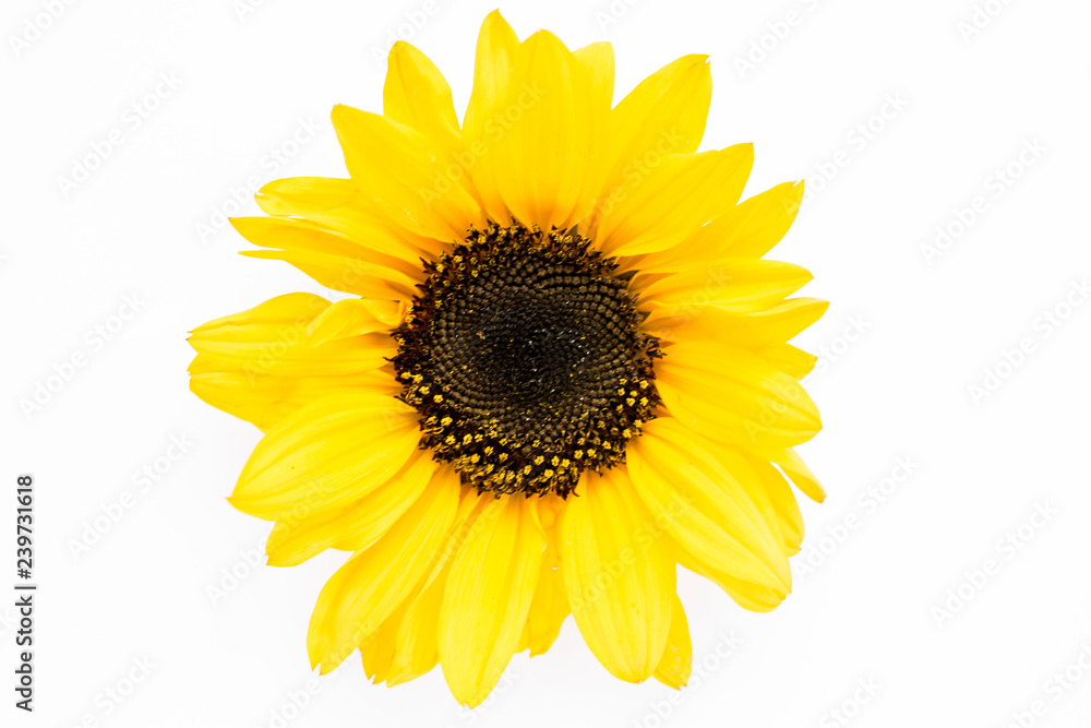 Beautiful with yellow sunflower on white background. Floral pattern. Flat lay, top view. Frame of flowers. Flowers texture Beautiful with yellow sunflower on white background. Floral pattern. Flat lay, top view. Frame of flowers. Flowers texture
