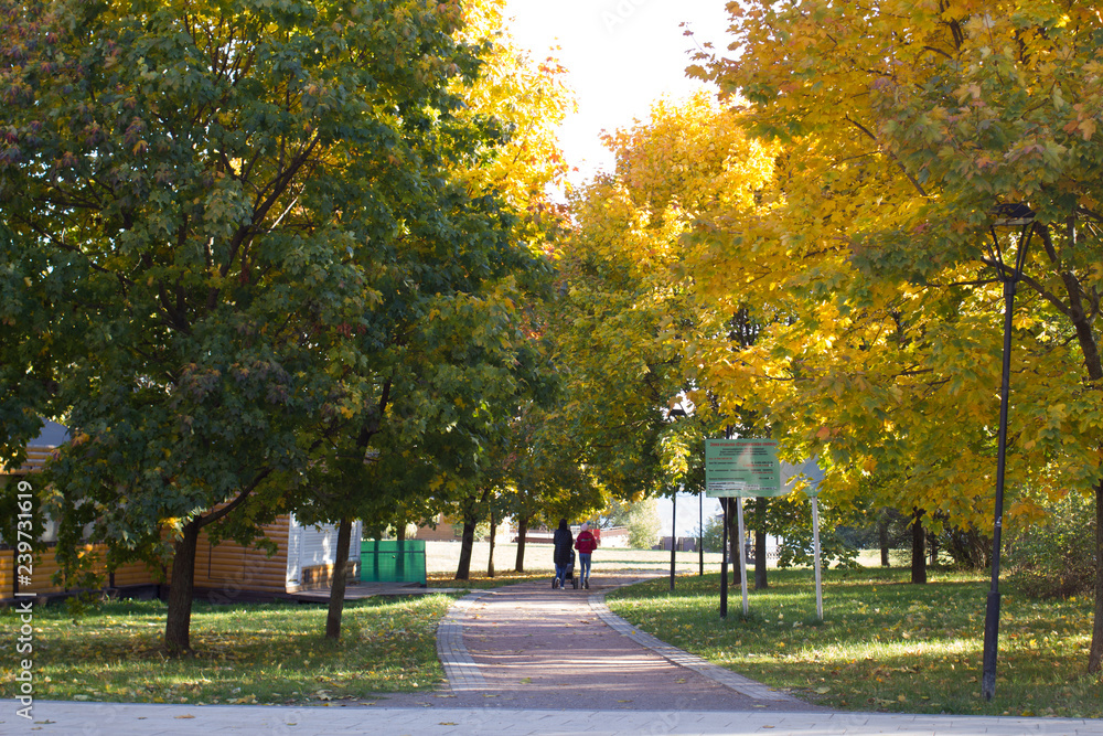 Fototapeta premium autumn in the park