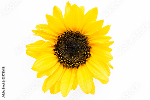 Beautiful with yellow sunflower on white background. Floral pattern. Flat lay, top view. Frame of flowers. Flowers texture